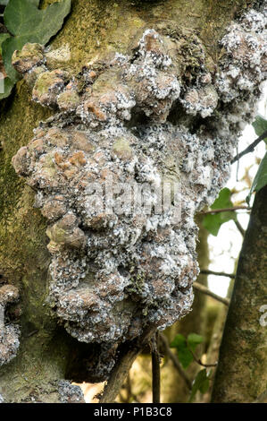 Assez rare d'un champignon qui attaque les espèces d'arbres du genre Prunus, causant de graves dommages à la pourriture. Banque D'Images