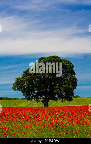 Un champ de coquelicots, Northumberland, Angleterre. Banque D'Images