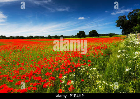 Un champ de coquelicots, Northumberland, Angleterre. Banque D'Images