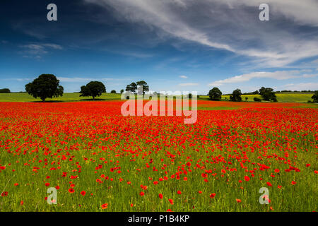 Un champ de coquelicots, Northumberland, Angleterre. Banque D'Images