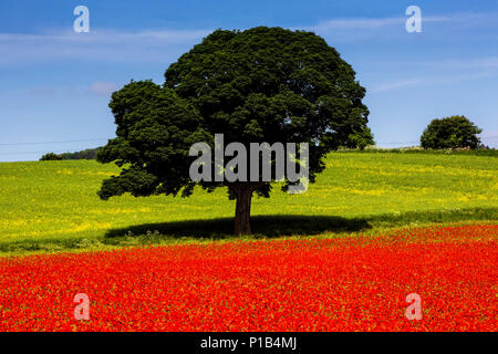 Un champ de coquelicots, Northumberland, Angleterre. Banque D'Images