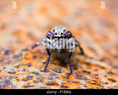 Taon ou Taon ou Horse Fly Diptera insecte Macro Banque D'Images