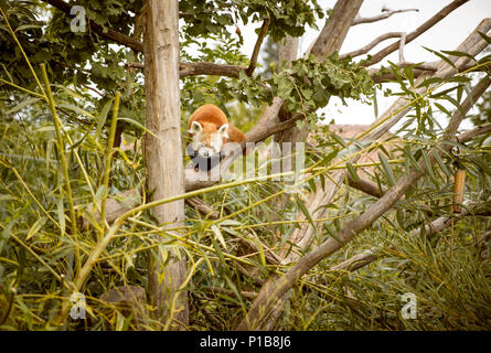 Le panda rouge sur un arbre Banque D'Images