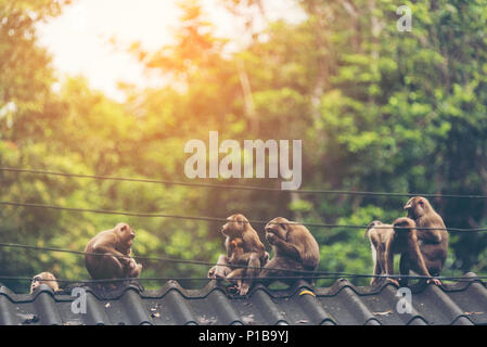 Famille de singes sauvages dans le parc national Khao Yai, Thaïlande Banque D'Images