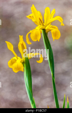 Fleur d'iris jaune drapeaux d'iris orientalis, deux fleurs jaunes sur les tiges, portrait de fleur de beauté fleurs uniques Banque D'Images