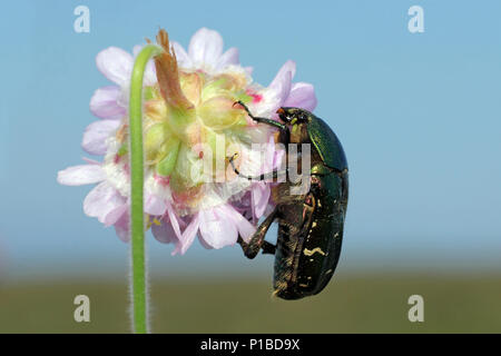 Chafer Cetonia aurata sur Rose Thrift Armeria maritima Banque D'Images