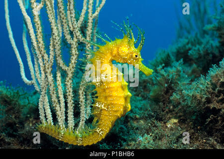 Hairy seahorse ou Manes" (Hippocampus ramulosus), Majorque, Baleares, Espagne Banque D'Images