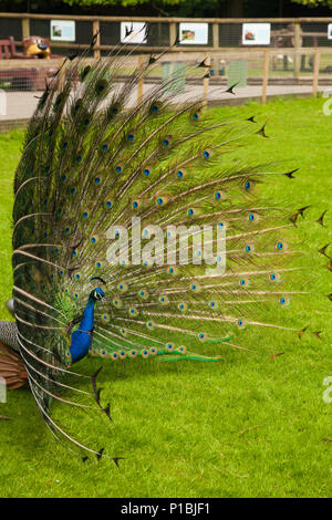 Paon un affichage de ses belles plumes, Warrington en Angleterre. Banque D'Images