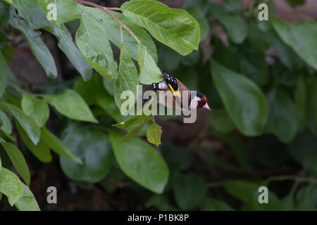 Chardonneret élégant, Carduelis carduelis, perchés sur des feuilles de l'arbre jeune au cours du mois de juin en Ecosse. Banque D'Images