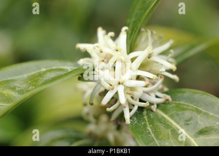 Sarcococca wallichii. Fleurs parfumées de Sarcococca wallichii, appelé aussi fort ou doux fort de Noël, en fleurs dans un jardin d'hiver, UK Banque D'Images