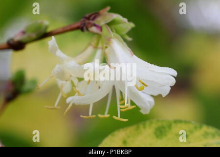 Lonicera × purpusii 'Winter Beauty' honeysuckle in flower in mid winter, England, UK Banque D'Images
