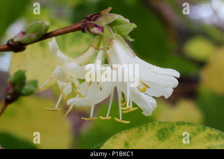 Lonicera × purpusii 'Winter Beauty' honeysuckle in flower in mid winter, England, UK Banque D'Images