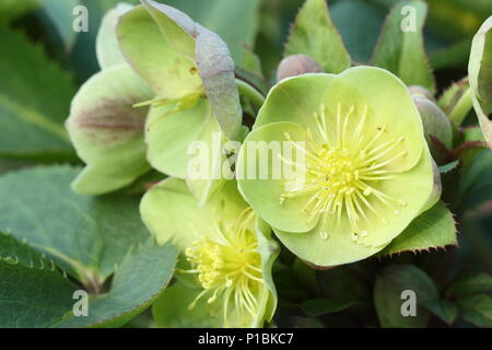 Helleborus x sternii, également appelé Stern l'hellébore hybride, en fleurs dans un jardin d'hiver, UK Banque D'Images