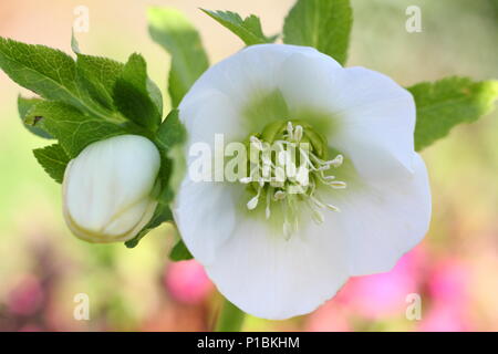 Helleborus x hybridus. Hybride blanc Lenten rose en fleur dans un jardin d'hiver en février, UK Banque D'Images