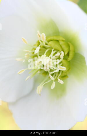 Helleborus x hybridus. Hybride blanc Lenten rose en fleur dans un jardin d'hiver en février, UK Banque D'Images