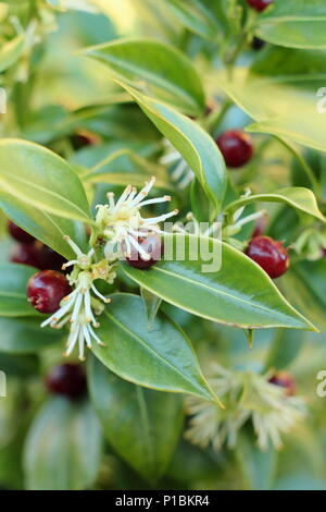 Sarcococca confusa (Sweet box), également appelé boîte de Noël, voir de petits fruits et de fleurs dans un jardin d'hiver, UK Banque D'Images