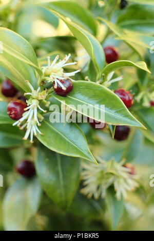 Sarcococca confusa (Sweet box), également appelé boîte de Noël, voir de petits fruits et de fleurs dans un jardin d'hiver, UK Banque D'Images