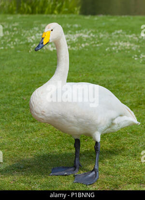 Cygne chanteur. Banque D'Images