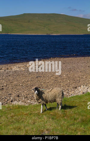 Faible niveau d'eau à réservoir vert vache, Upper Teesdale Banque D'Images