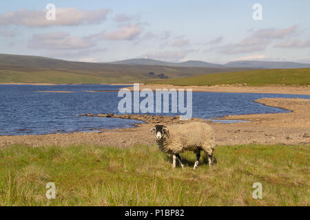 Faible niveau d'eau à réservoir vert vache, Upper Teesdale Banque D'Images