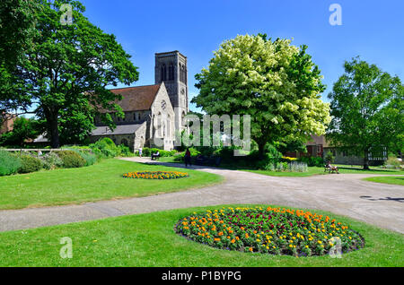 Brenchley Gardens et St Faith's Church, Maidstone, Kent, Angleterre, Royaume-Uni. Sycomore panaché Banque D'Images