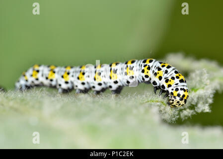 Mullein Moth caterpillar - Cucullia verbasci Banque D'Images