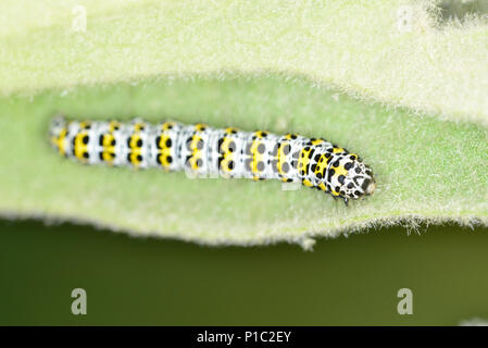 Mullein Moth caterpillar - Cucullia verbasci Banque D'Images
