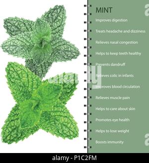 Vecteur réaliste polygonale feuilles de menthe fraîche sur un fond blanc Illustration de Vecteur