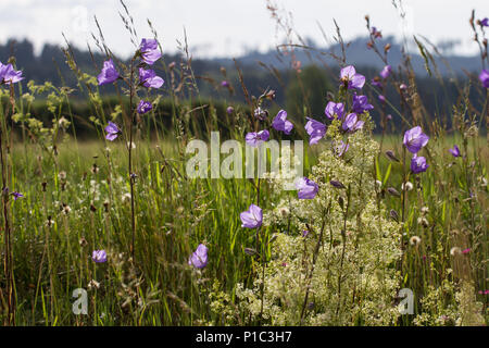 La campanule à feuilles de pêcher (Campanula persicifolia) Banque D'Images