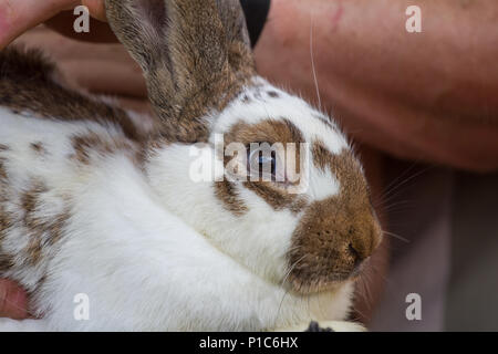 Lapin domestique (Oryctolagus cuniculus forma domestica) Banque D'Images