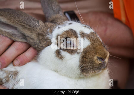 Lapin domestique (Oryctolagus cuniculus forma domestica) Banque D'Images