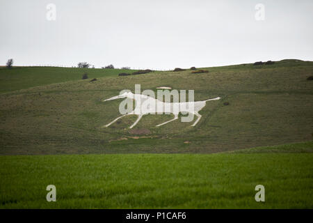 Alton barnes wiltshire england uk cheval blanc Banque D'Images