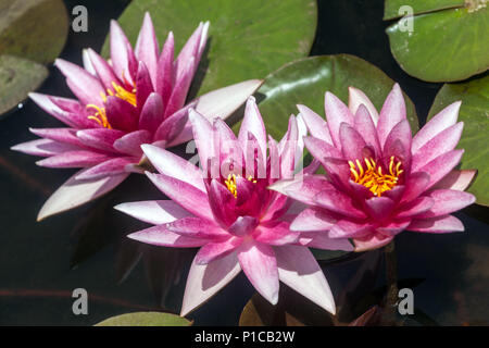 Trois fleurs de nénuphars dans un étang de jardin, plantes aquatiques, nénuphars Banque D'Images