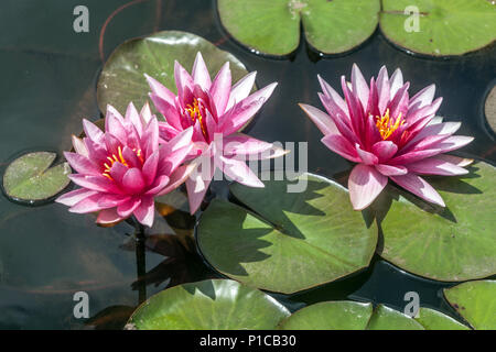 Un Hardy Water Lily rose fleurs dans l'eau, l'étang de jardin Banque D'Images