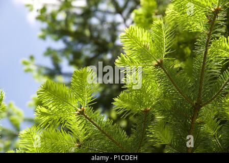 Sapin de Douglas (Pseudotsuga menziesii) : la nouvelle croissance sur un sapin de Douglas, pin d'Oregon ou Banque D'Images