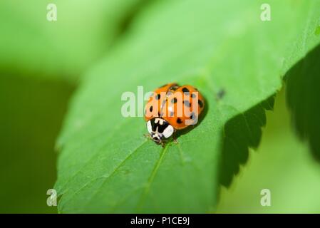 Ladybird (Coccinellidae) : gros plan d'une Coccinelle, coccinelle, ou sur une feuille avec des bords dentelés Banque D'Images