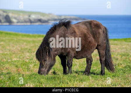 Poney Shetland noir paissant dans les prairies le long de la côte sur les îles Shetland, Écosse, Royaume-Uni Banque D'Images