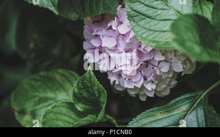 Shanghai, Shanghai, Chine. 12 Juin, 2018. Shanghai, Chine- Qiuxia Garden est un jardin classique bien connu à Shanghai, Chine. Crédit : SIPA Asie/ZUMA/Alamy Fil Live News Banque D'Images