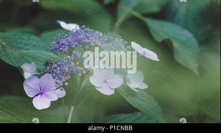 Shanghai, Shanghai, Chine. 12 Juin, 2018. Shanghai, Chine- Qiuxia Garden est un jardin classique bien connu à Shanghai, Chine. Crédit : SIPA Asie/ZUMA/Alamy Fil Live News Banque D'Images