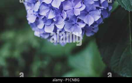 Shanghai, Shanghai, Chine. 12 Juin, 2018. Shanghai, Chine- Qiuxia Garden est un jardin classique bien connu à Shanghai, Chine. Crédit : SIPA Asie/ZUMA/Alamy Fil Live News Banque D'Images