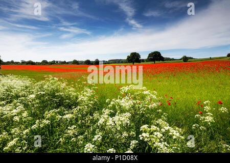 Un champ de coquelicots, Northumberland, Angleterre. Banque D'Images