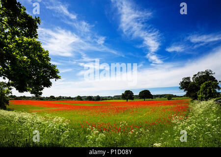 Un champ de coquelicots, Northumberland, Angleterre. Banque D'Images