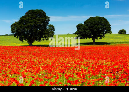 Un champ de coquelicots, Northumberland, Angleterre. Banque D'Images