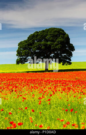 Un champ de coquelicots, Northumberland, Angleterre. Banque D'Images