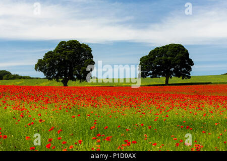 Un champ de coquelicots, Northumberland, Angleterre. Banque D'Images