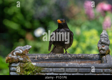 11 juin 2018 - Hommes blackbird bénéficie de l'eau fraîche d'un jardin à la personne et a un birdbath verre dans le temps chaud et ensoleillé Banque D'Images