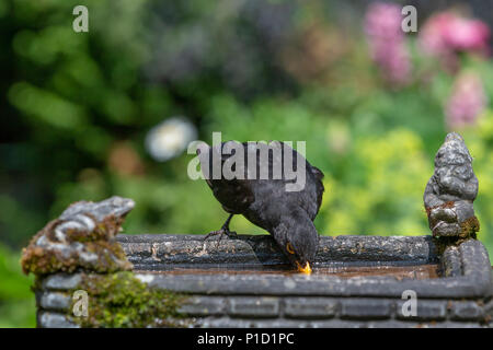 11 juin 2018 - Hommes blackbird bénéficie de l'eau fraîche d'un jardin à la personne et a un birdbath verre dans le temps chaud et ensoleillé Banque D'Images