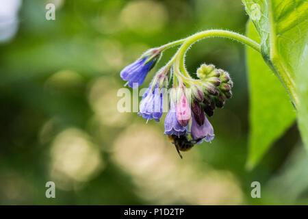 Une abeille sur la fleur d'une plante de consoude Banque D'Images