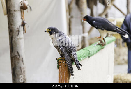 Les oiseaux de proie en captivité, détail d'oiseaux sauvages, grand oiseau Banque D'Images