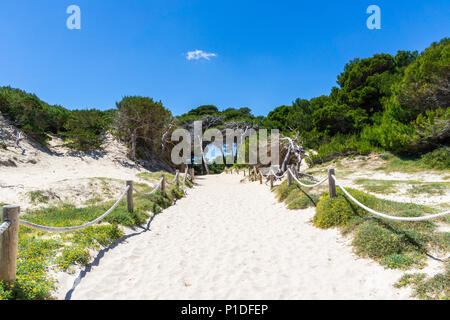 Mallorca, sable blanc parfait chemin à travers les dunes de sable vert Banque D'Images